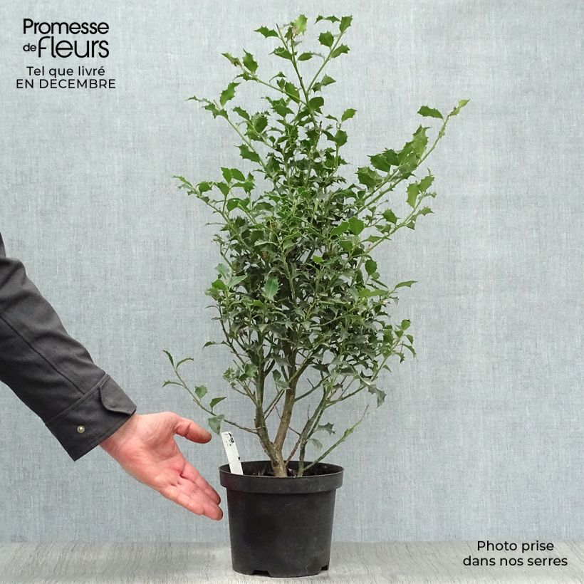 Amostra de Houx commun - Ilex aquifolium Alaska Vaso de 2 L/3 L tal como entregue no inverno