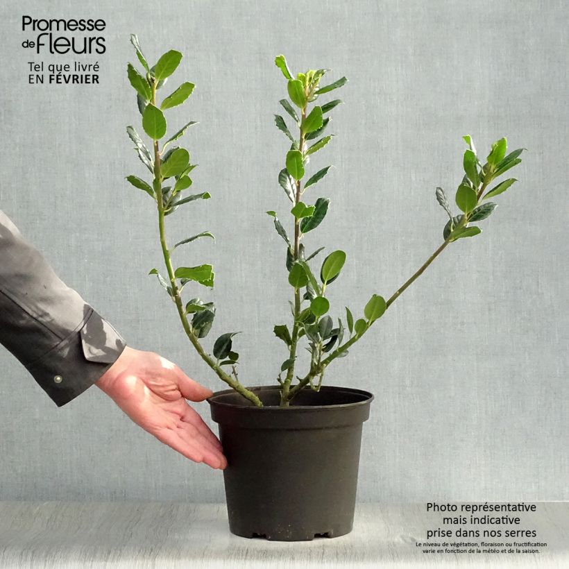 Amostra de Azevinho JC Van Tol Vaso de 2 L/3 L tal como entregue no inverno