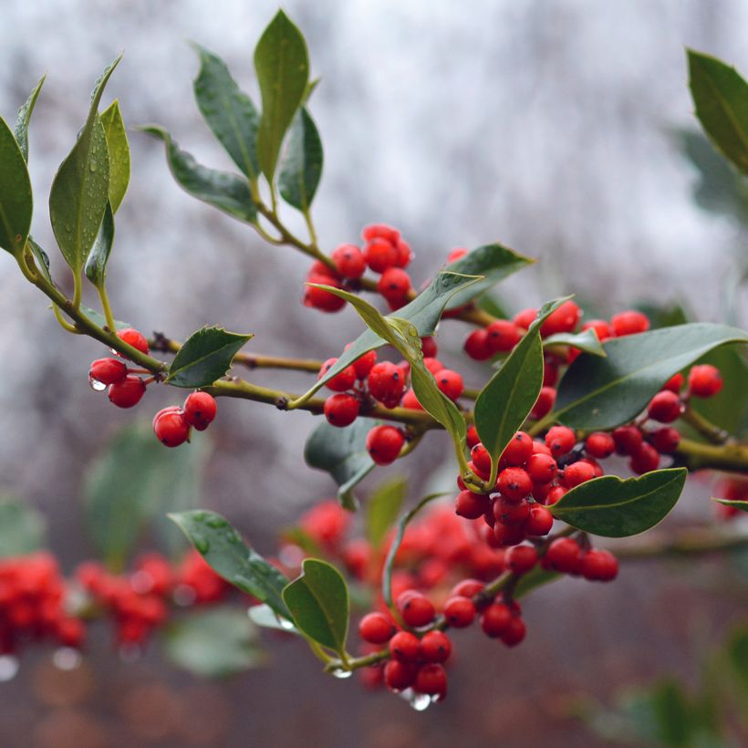 Azevinho JC Van Tol (Colheita)