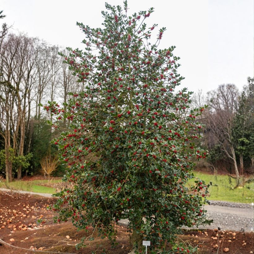 Ilex aquifolium (Hábito)