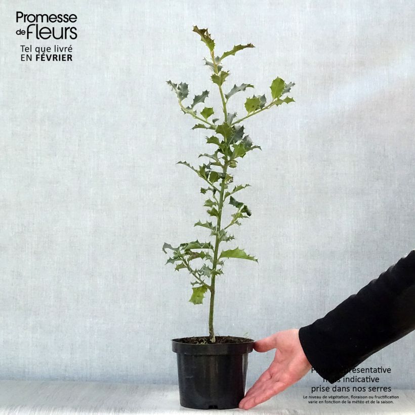 Amostra de Ilex aquifolium Vaso de 8/9 cm tal como entregue no inverno