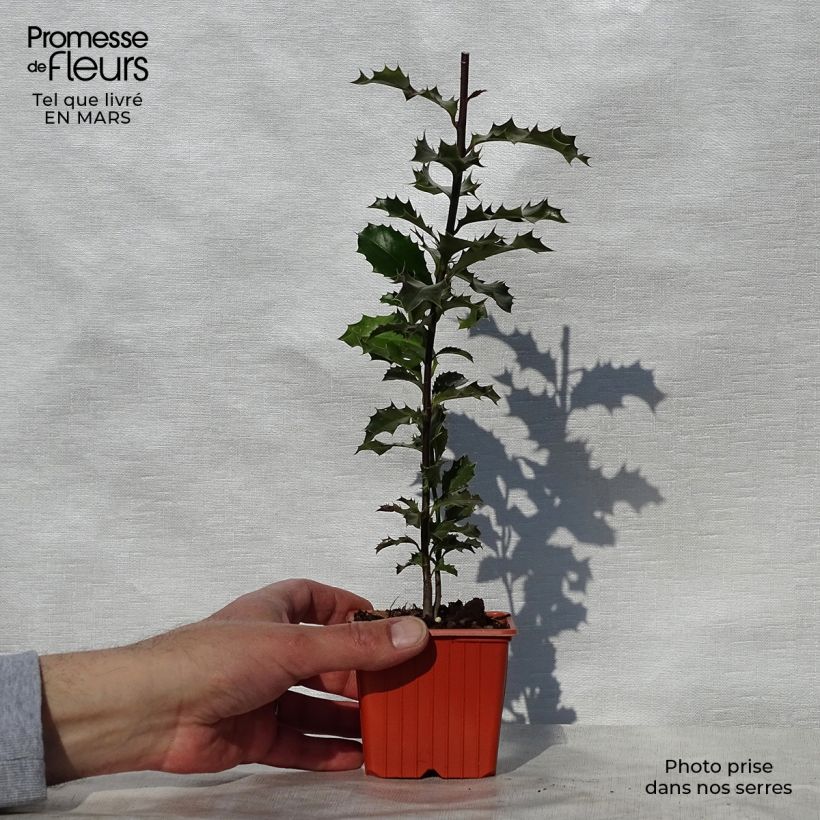 Amostra de Ilex aquifolium Vaso de 8/9 cm tal como entregue na primavera