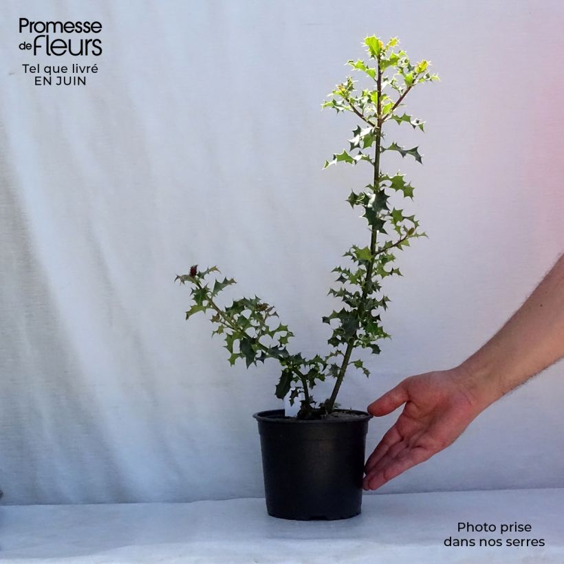 Amostra de Ilex aquifolium Vaso de 2 L/3 L tal como entregue no verão