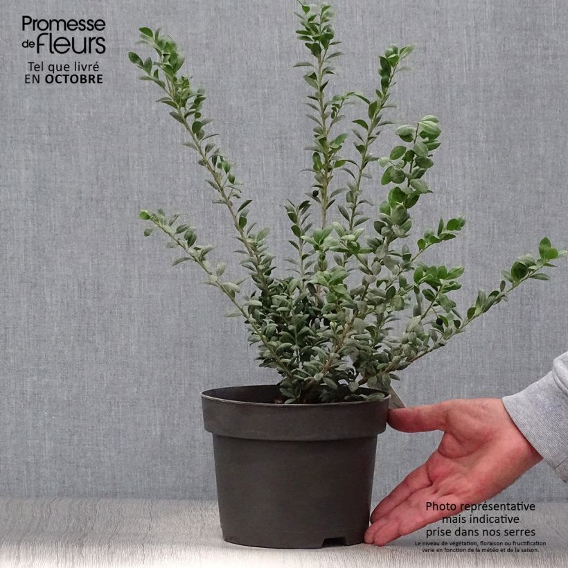 Amostra de Azevinho-japonês Convexa - Ilex crenata Vaso de 2 L/3 L tal como entregue no outono