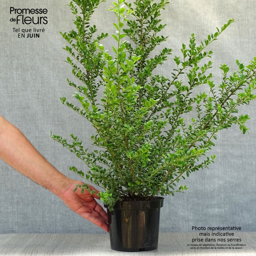 Amostra de Azevinho-japonês Convexa - Ilex crenata Vaso de 2 L/3 L tal como entregue no verão