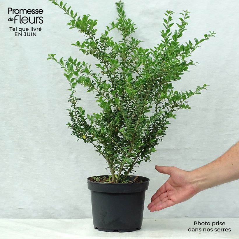 Amostra de Azevinho-japonês Convexa - Ilex crenata Vaso de 4 L/5 L tal como entregue no verão