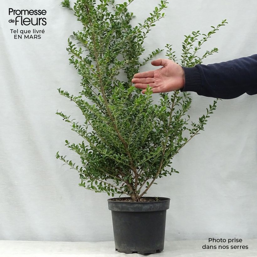 Amostra de Azevinho-japonês Convexa - Ilex crenata Vaso de 4 L/5 L tal como entregue na primavera