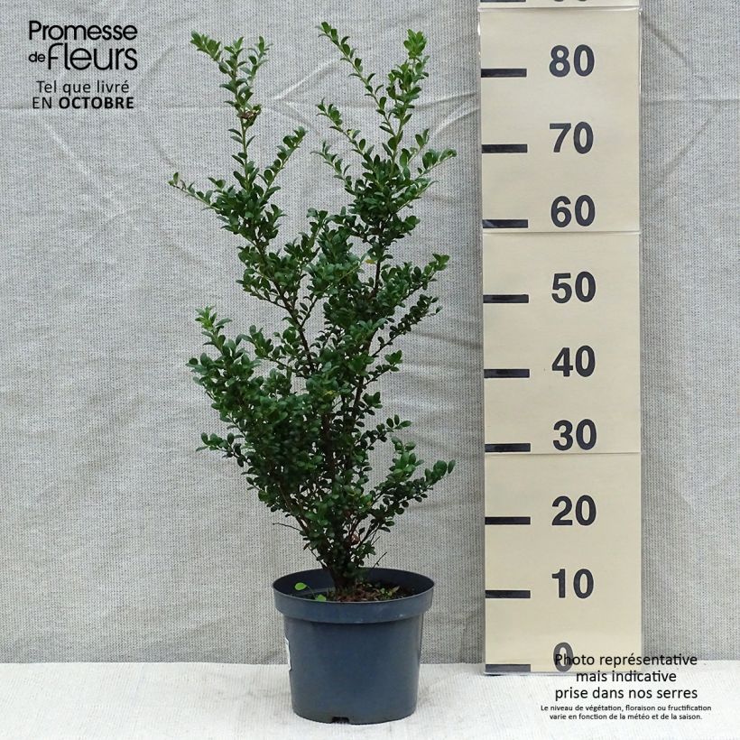 Amostra de Azevinho-japonês Convexa - Ilex crenata Vaso de 4 L/5 L tal como entregue no outono