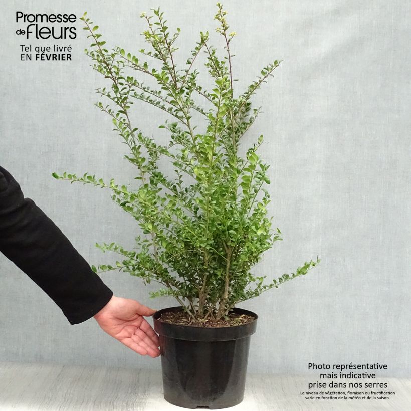 Amostra de Azevinho-japonês Convexa - Ilex crenata Vaso de 7,5 L/10 L tal como entregue no inverno