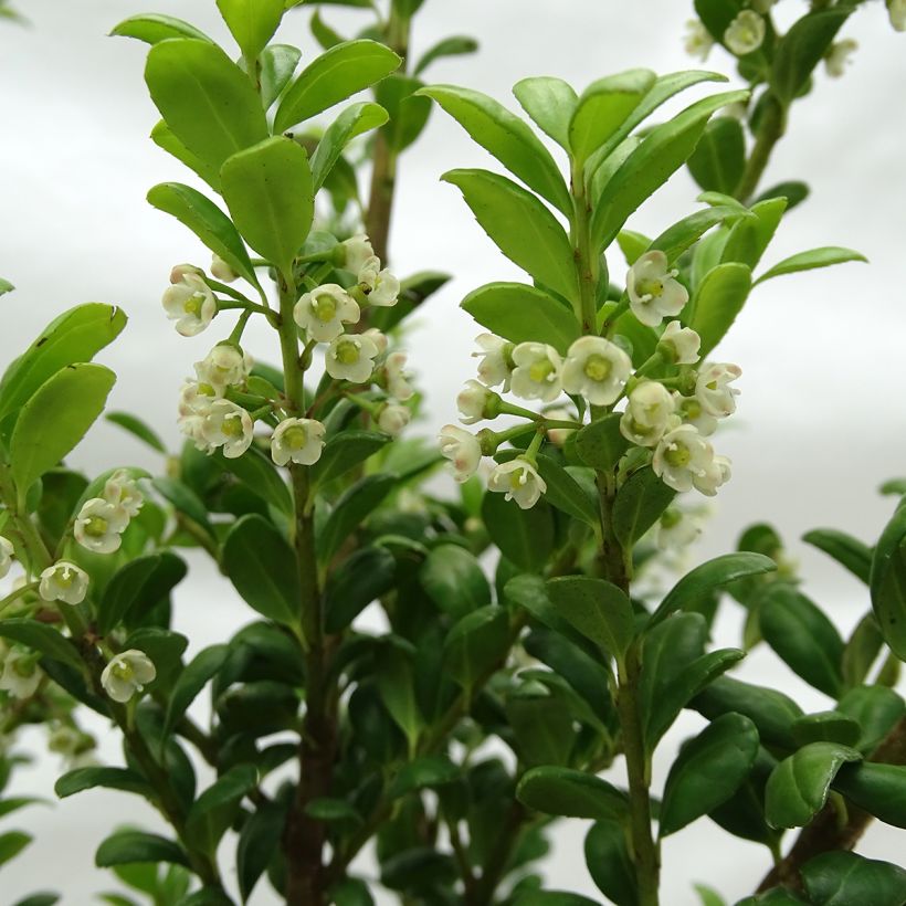 Azevinho-japonês Convexa - Ilex crenata (Floração)