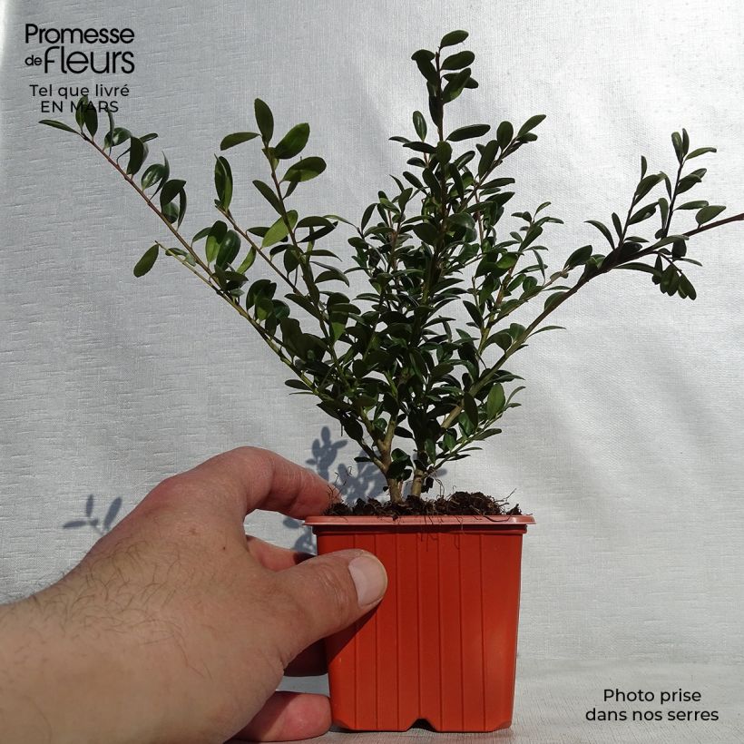 Amostra de Azevinho-japonês Convexa - Ilex crenata Vaso de 8/9 cm tal como entregue na primavera
