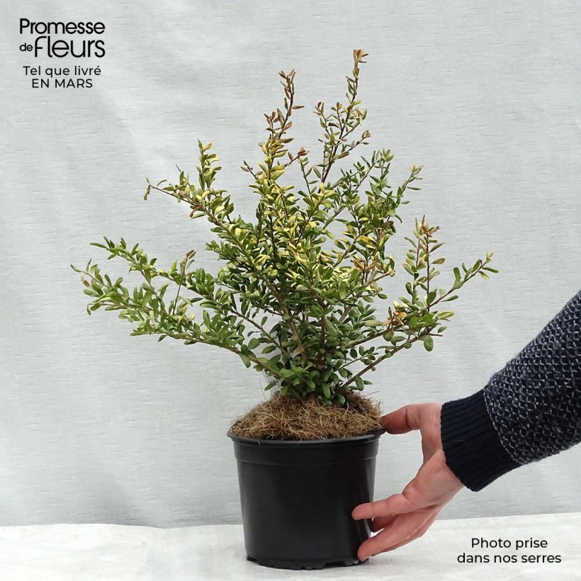 Amostra de Houx crénelé - Ilex crenata Convexed Gold Vaso de 12 cm/13 cm tal como entregue no inverno