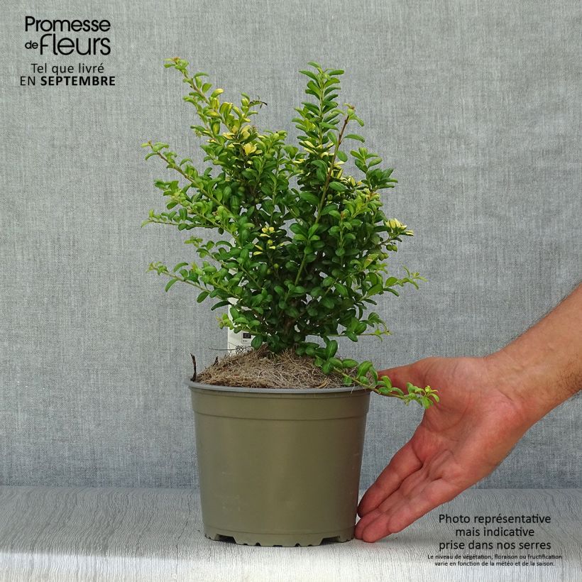 Amostra de Azevinho-japonês Convexed Gold - Ilex crenata Vaso de 12 cm/13 cm tal como entregue no outono