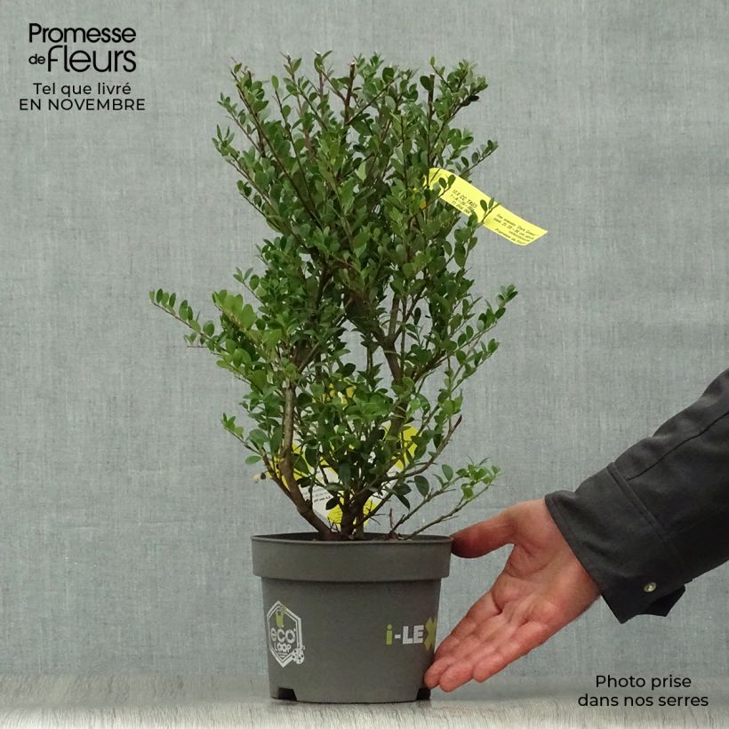Amostra de Azevinho-japonês Dark Green - Ilex crenata Vaso de 2 L/3 L, Arbusto tal como entregue no outono