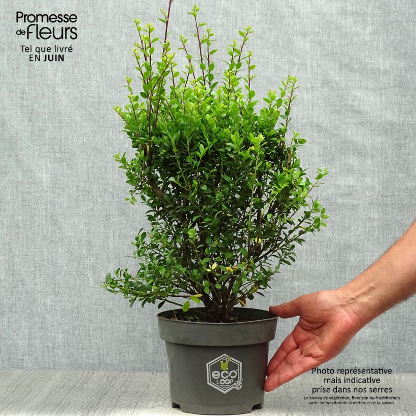 Amostra de Azevinho-japonês Dark Green - Ilex crenata Vaso de 2 L/3 L, Arbusto tal como entregue no verão