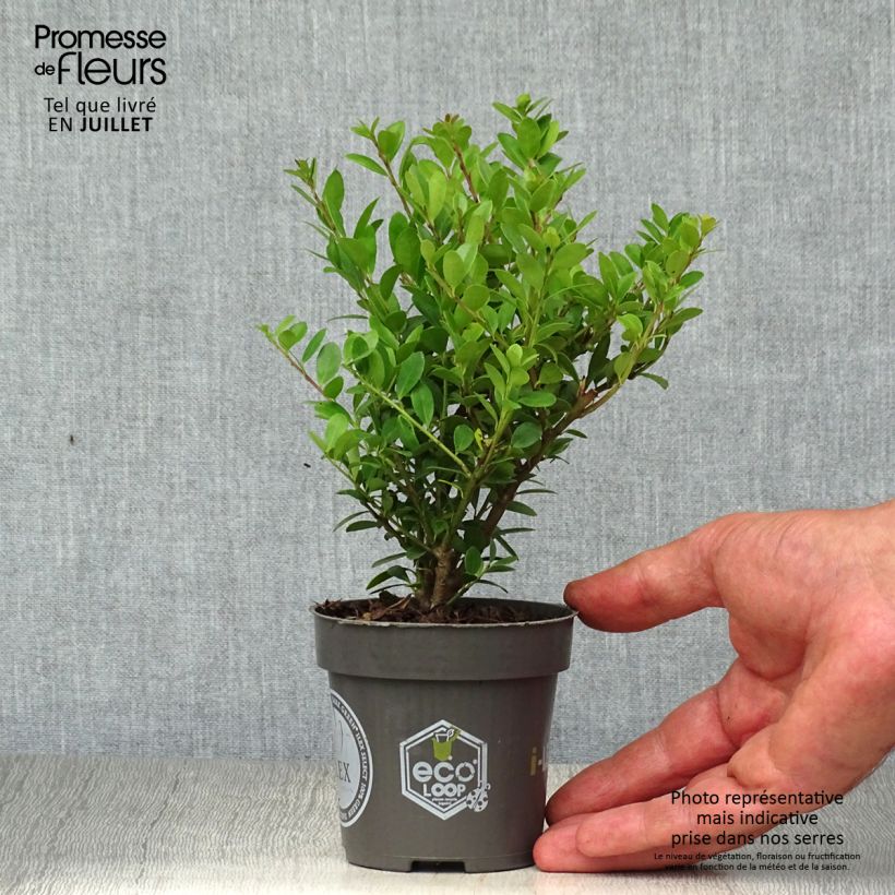 Amostra de Azevinho-japonês Dark Green - Ilex crenata Vaso de 8/9 cm tal como entregue no verão
