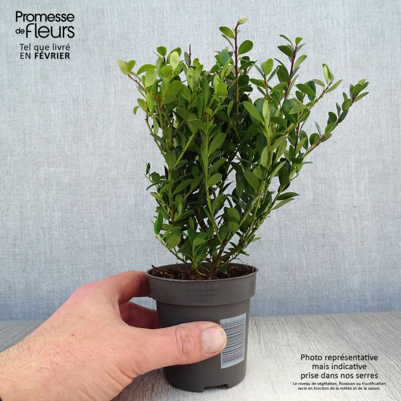 Amostra de Azevinho-japonês Dark Green - Ilex crenata Vaso de 8/9 cm tal como entregue no inverno