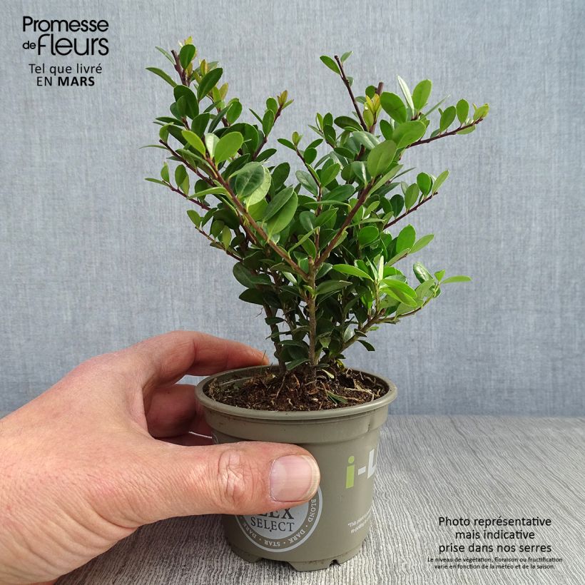 Amostra de Azevinho-japonês Dark Green - Ilex crenata Vaso de 8/9 cm tal como entregue na primavera