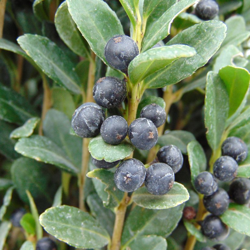 Azevinho-japonês Fastigiata - Ilex crenata (Colheita)