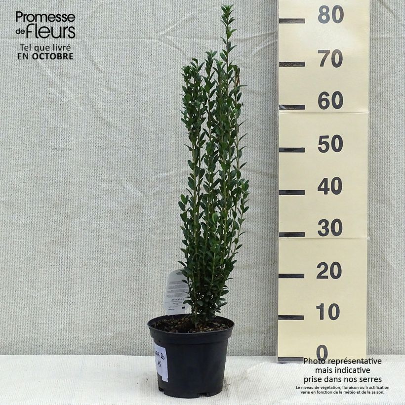Amostra de Azevinho-japonês Fastigiata - Ilex crenata Vaso de 3 L/4 L tal como entregue no outono