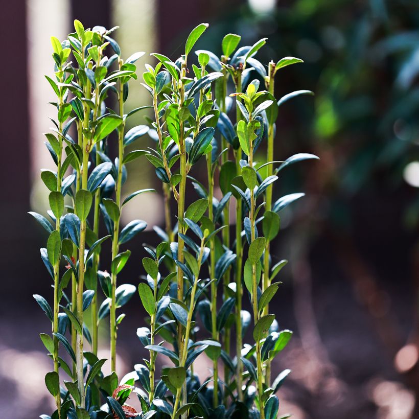 Azevinho-japonês Fastigiata - Ilex crenata (Folhagem)