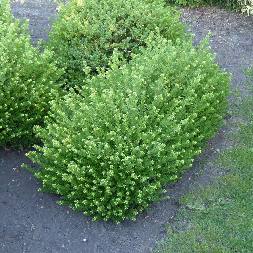 Azevinho-japonês Glorie Dwarf - Ilex crenata (Hábito)