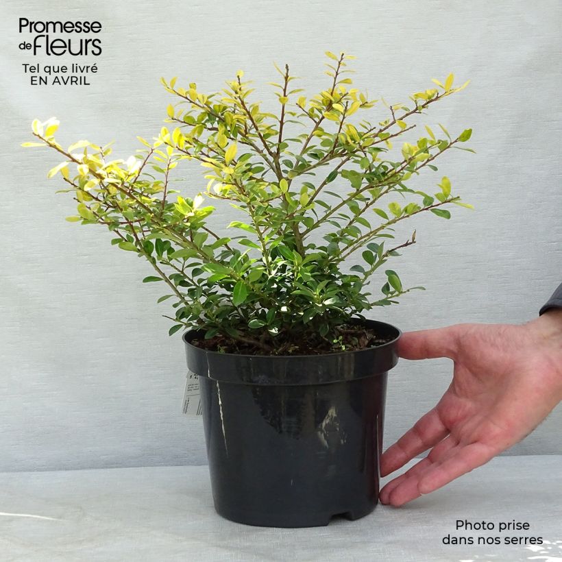 Amostra de Azevinho-japonês Golden Gem - Ilex crenata Vaso de 2 L/3 L tal como entregue na primavera