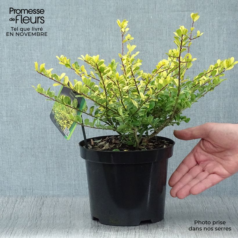 Amostra de Azevinho-japonês Golden Gem - Ilex crenata Vaso de 2 L/3 L tal como entregue no outono