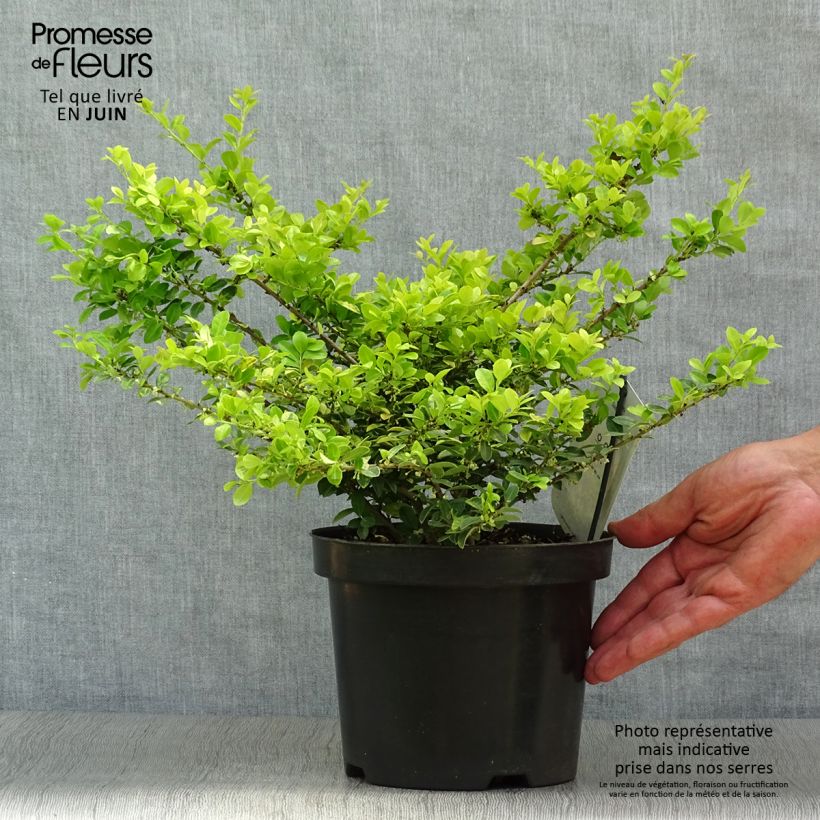 Amostra de Azevinho-japonês Golden Gem - Ilex crenata Vaso de 2 L/3 L tal como entregue no verão