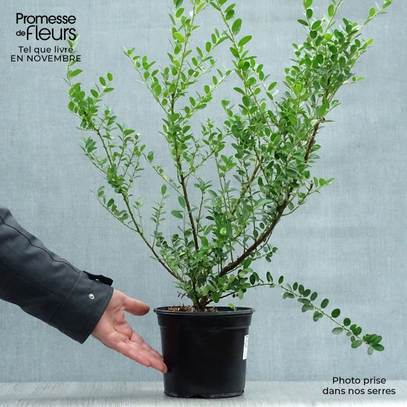 Amostra de Azevinho-japonês Green Hedge - Ilex crenata Vaso de 2 L/3 L tal como entregue no outono