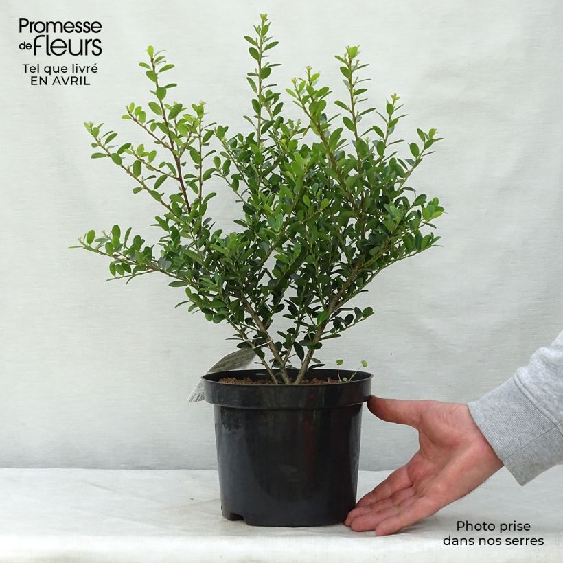 Amostra de Azevinho-japonês Green Hedge - Ilex crenata Vaso de 2 L/3 L tal como entregue na primavera