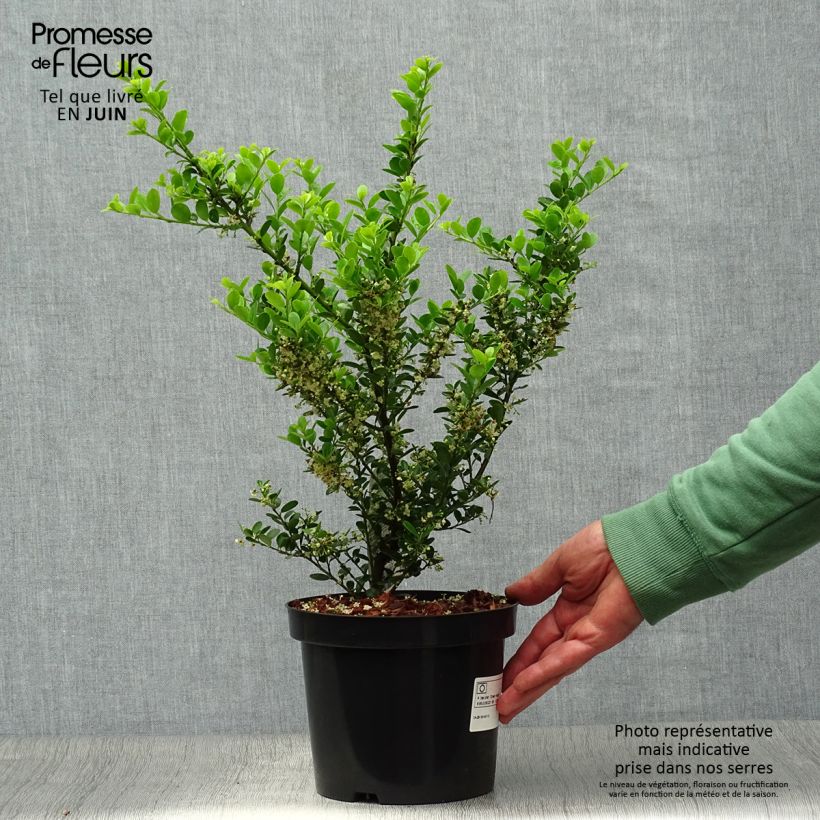 Amostra de Azevinho-japonês Green Hedge - Ilex crenata Vaso de 2 L/3 L tal como entregue no verão