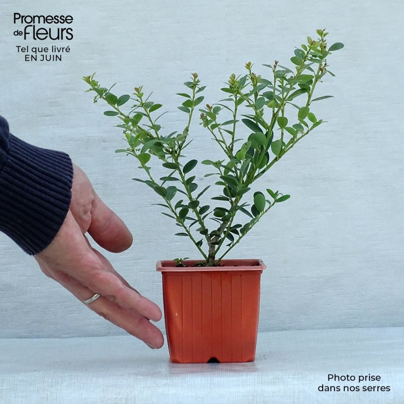 Amostra de Azevinho-japonês Green Hedge - Ilex crenata Vaso de 8/9 cm tal como entregue no verão