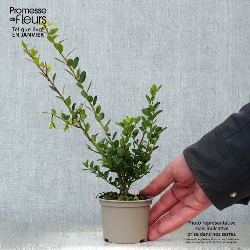 Amostra de Houx crénelé - Ilex crenata Green Hedge Vaso de 8/9 cm tal como entregue no inverno