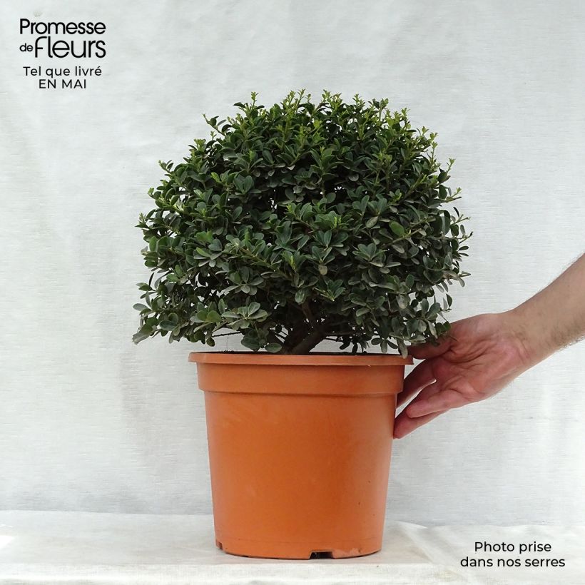 Amostra de Azevinho-japonês Green Hedge - Ilex crenata Vaso de 7,5 L/10 L tal como entregue na primavera
