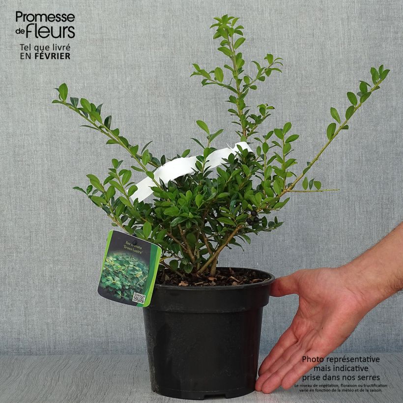 Amostra de Houx crénelé - Ilex crenata Green Lustre Pot de 2L/3L tal como entregue no outono