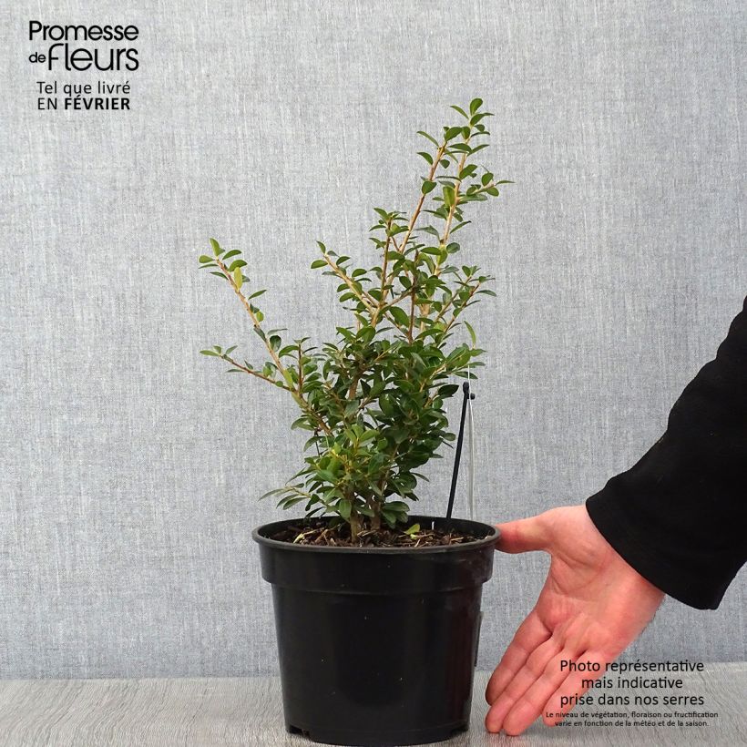 Amostra de Houx crénelé - Ilex crenata Green Lustre Vaso de 2 L/3 L tal como entregue no inverno