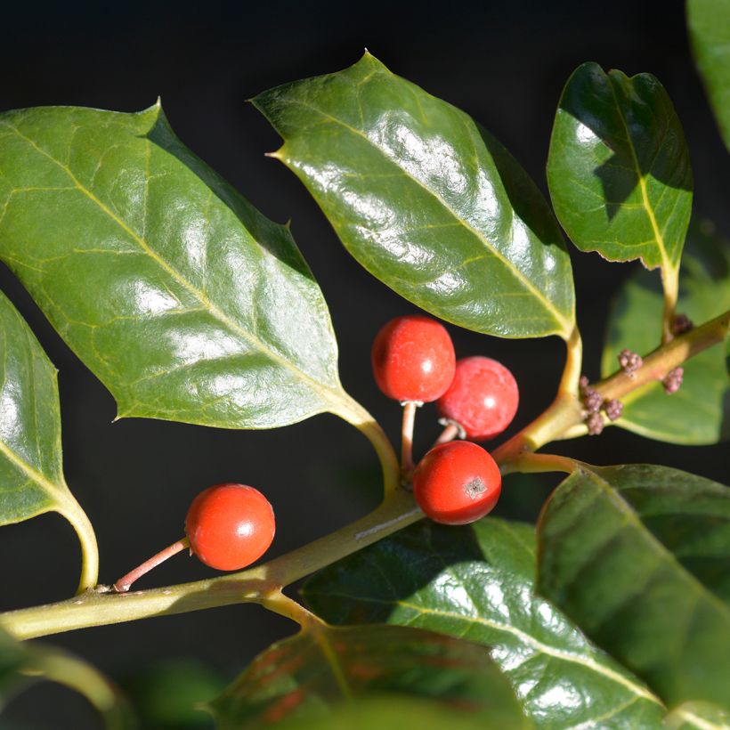 Ilex Nellie R. Stevens (Colheita)