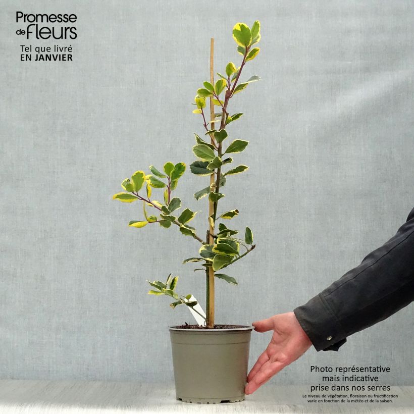 Amostra de Houx panaché - Ilex Golden King Vaso de 2 L/3 L tal como entregue no inverno
