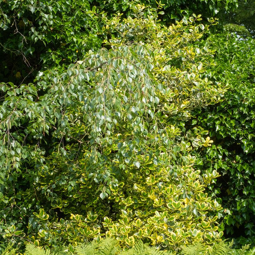 Ilex Golden King (Hábito)