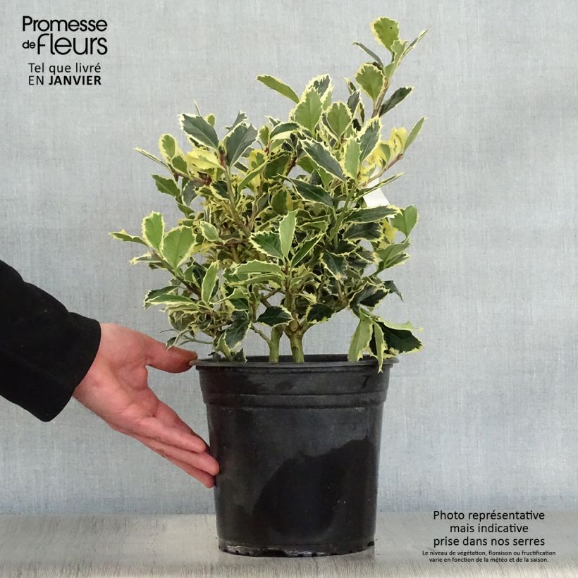 Amostra de Houx panaché - Ilex aquifolium Argenteomarginata Vaso de 2 L/3 L tal como entregue no inverno