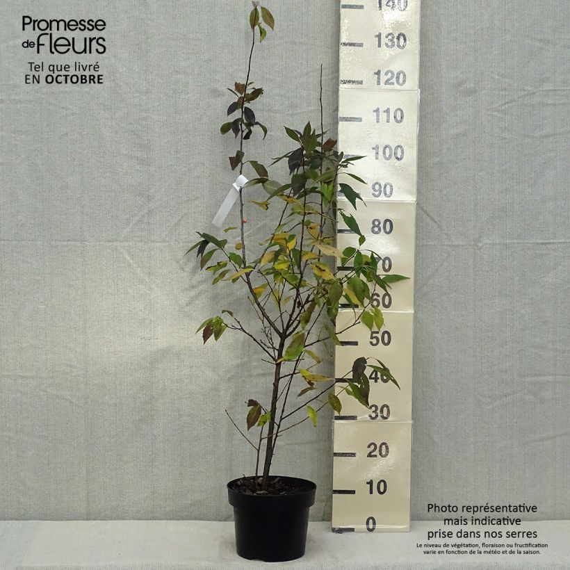Amostra de Ilex verticillata Magical Daydream Vaso de 4 L/5 L tal como entregue no outono