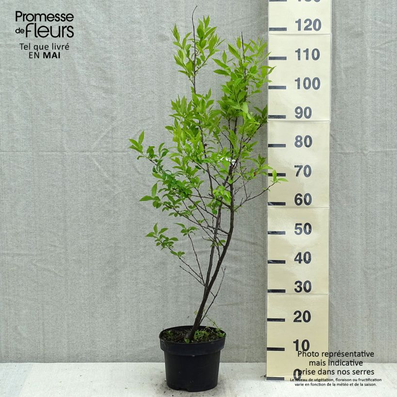 Amostra de Ilex verticillata Magical Daydream Vaso de 4 L/5 L tal como entregue na primavera