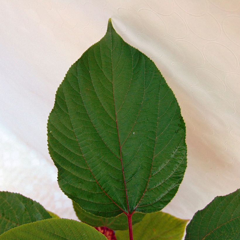 Hovenia dulcis (Folhagem)