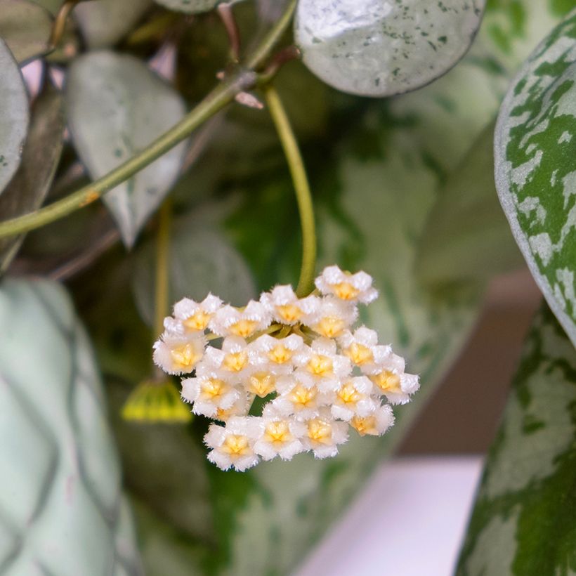 Hoya krohniana Eskimo - Flor-de-cera (Floração)