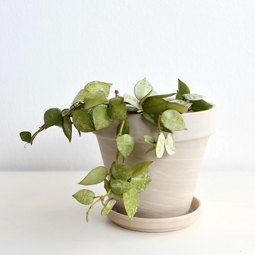 Hoya krohniana Eskimo - Flor-de-cera (Hábito)