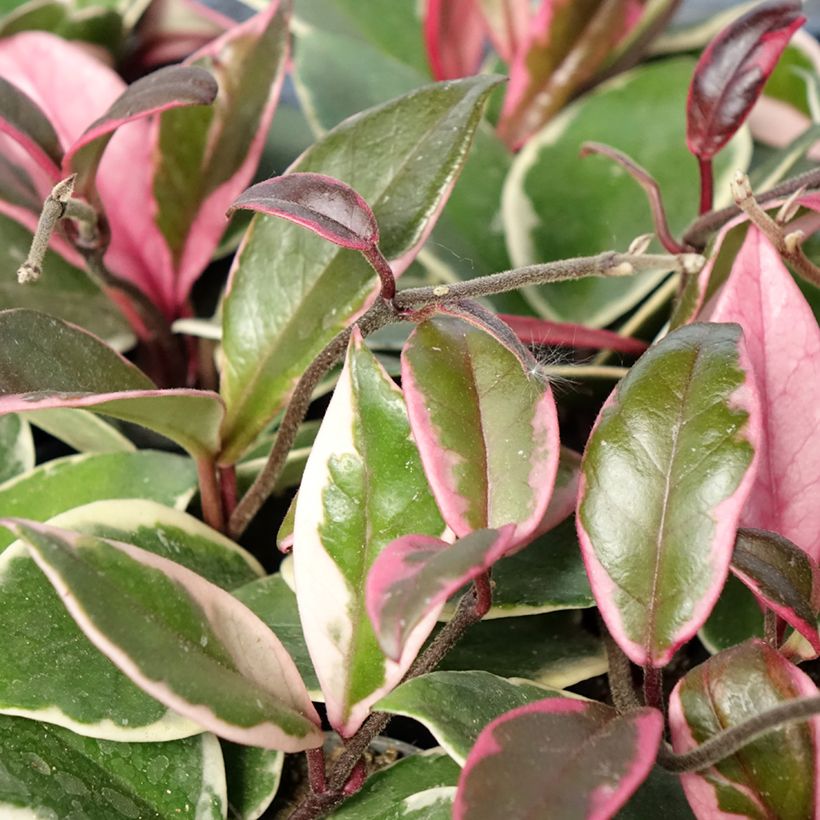 Hoya carnosa Flamingo Dream - Flor-de-cera (Folhagem)