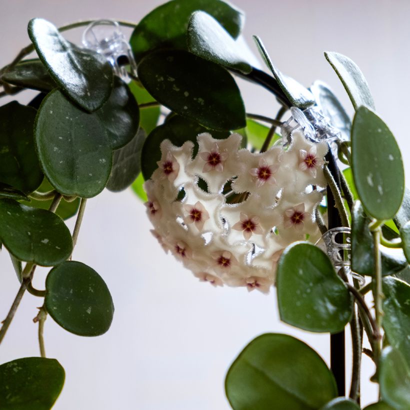 Hoya carnosa × serpens Mathilde Splash - Flor-de-cera (Floração)