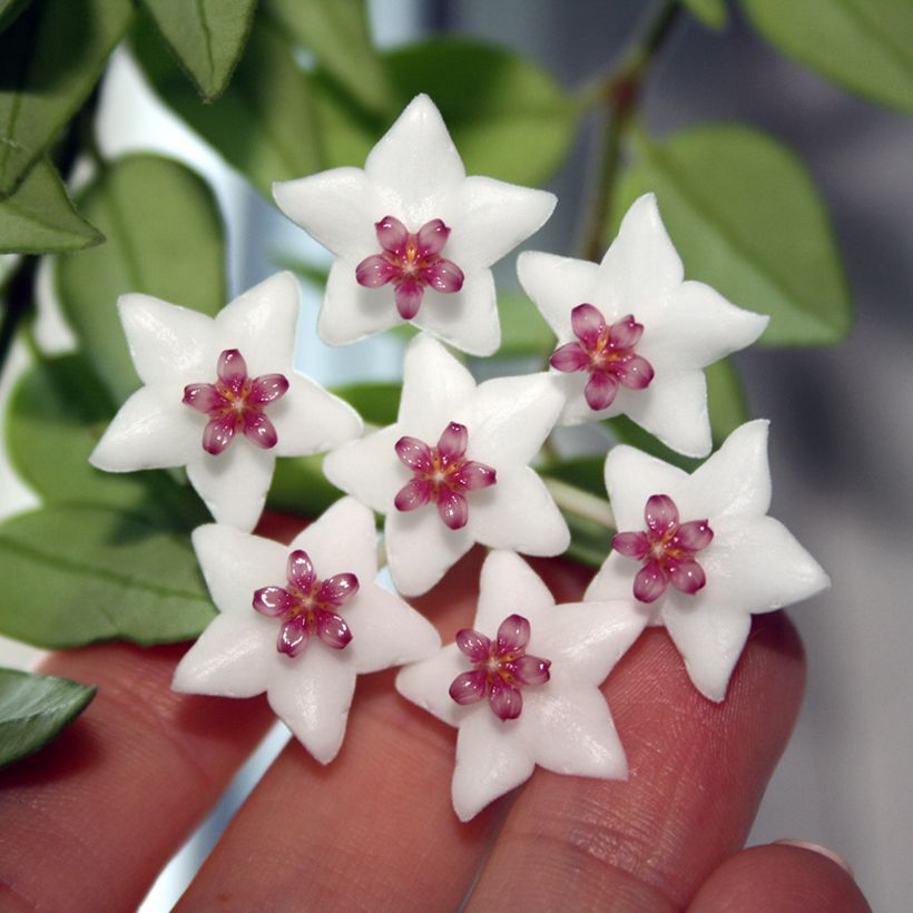Hoya bella - Flor-de-cera (Floração)