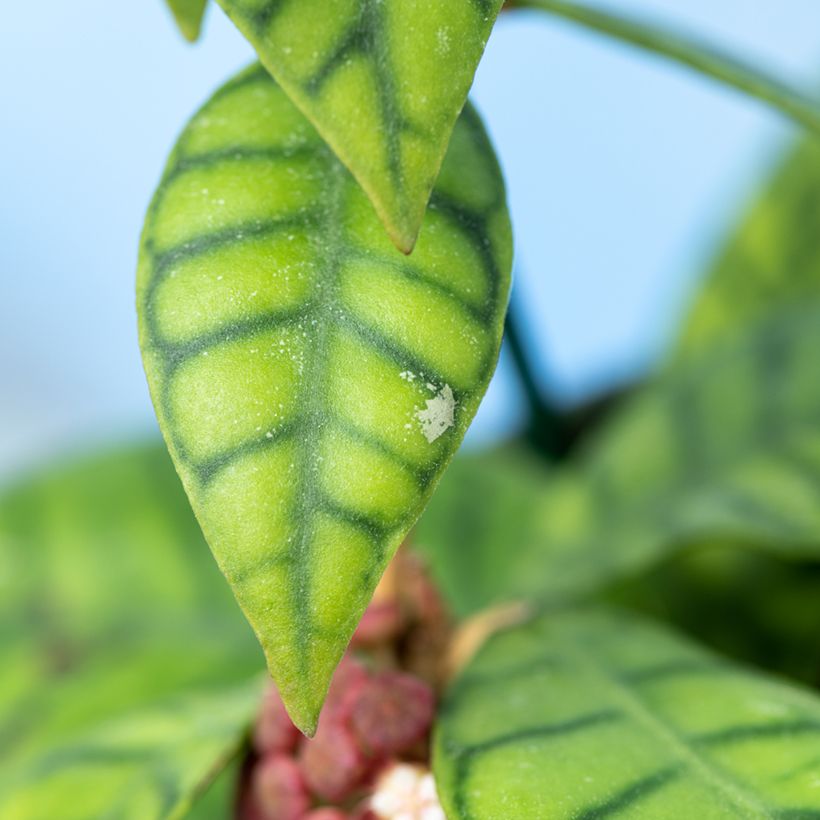 Hoya callistophylla - Flor-de-cera (Folhagem)